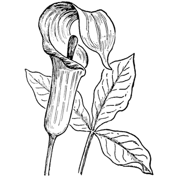 How to Draw Jack in the Pulpit Plant Flower Step by Step Drawing Lesson -   16 plants Flowers drawing ideas
