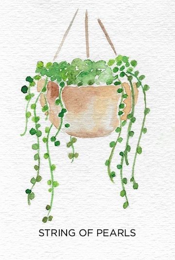 17 indoor plants Watercolor ideas