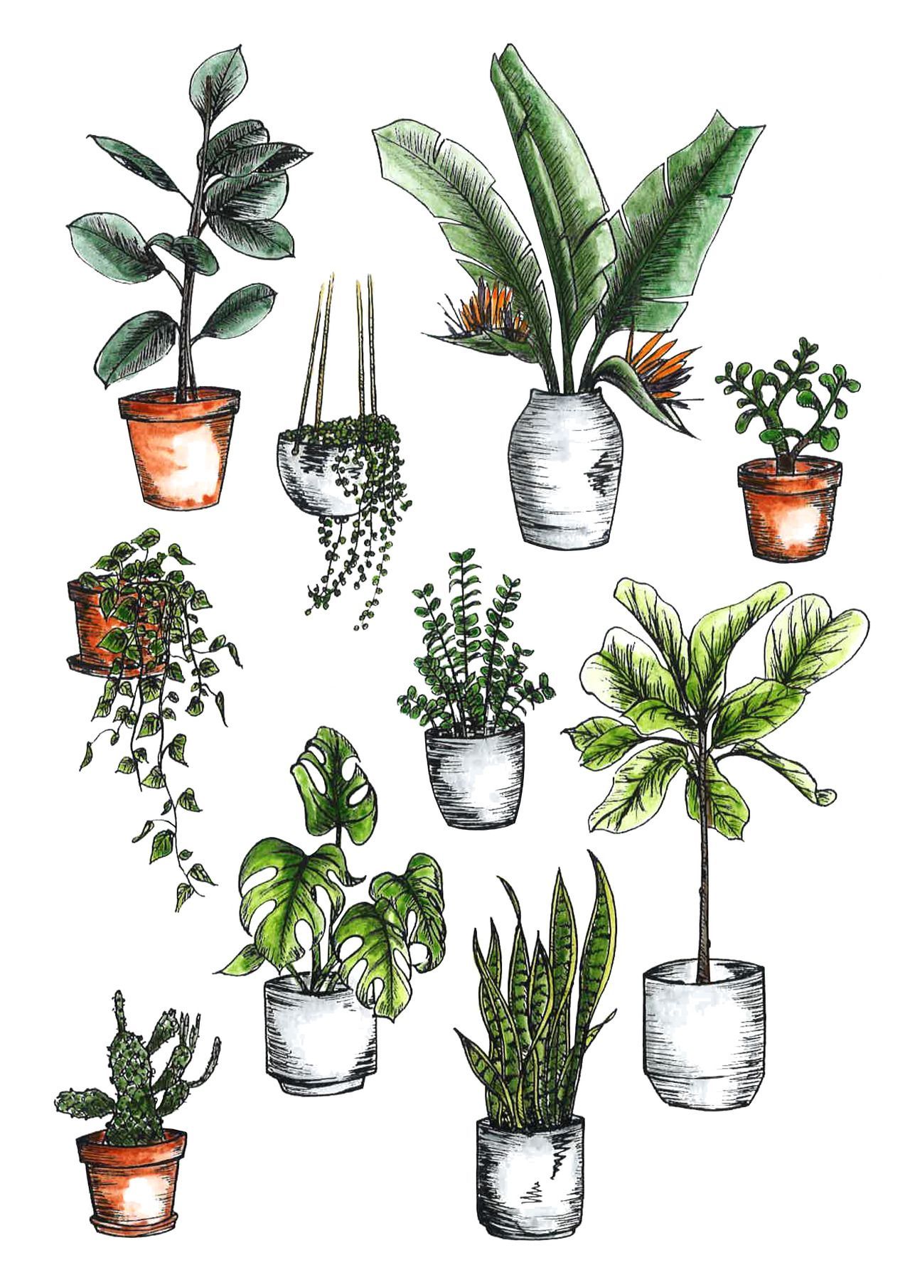 How to Care for Indoor Plants -   17 indoor plants Watercolor ideas