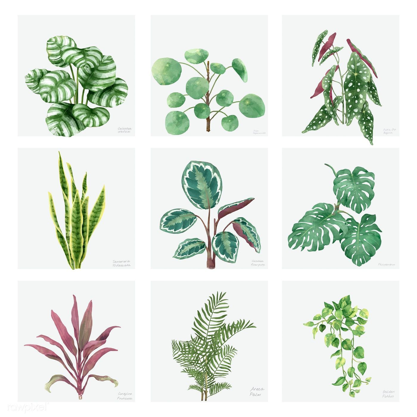17 indoor plants Watercolor ideas