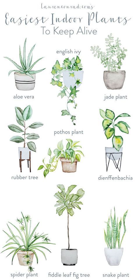 Green Thumb: The Easiest Houseplants to Keep Alive -   17 indoor plants Watercolor ideas