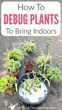 How To Debug Plants Before Bringing Them Indoors -   17 planting Outdoor easy ideas