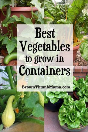 5 Best Container Vegetables for Beginning Gardeners -   17 planting Outdoor easy ideas