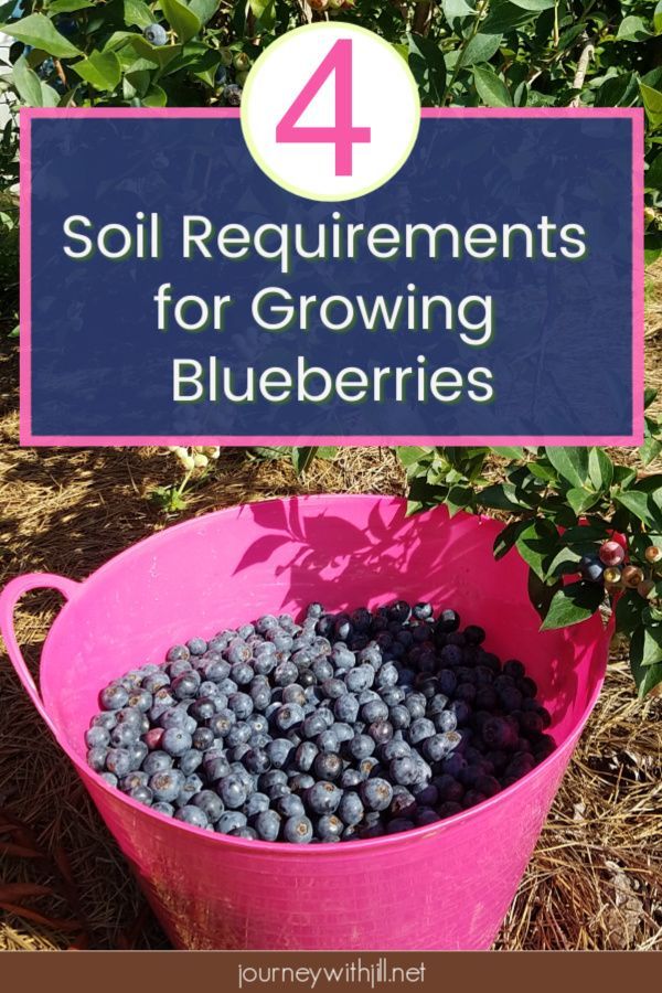 How to Grow Blueberries in Containers or in the Ground - tips from Lee Reich -   17 planting Outdoor easy ideas