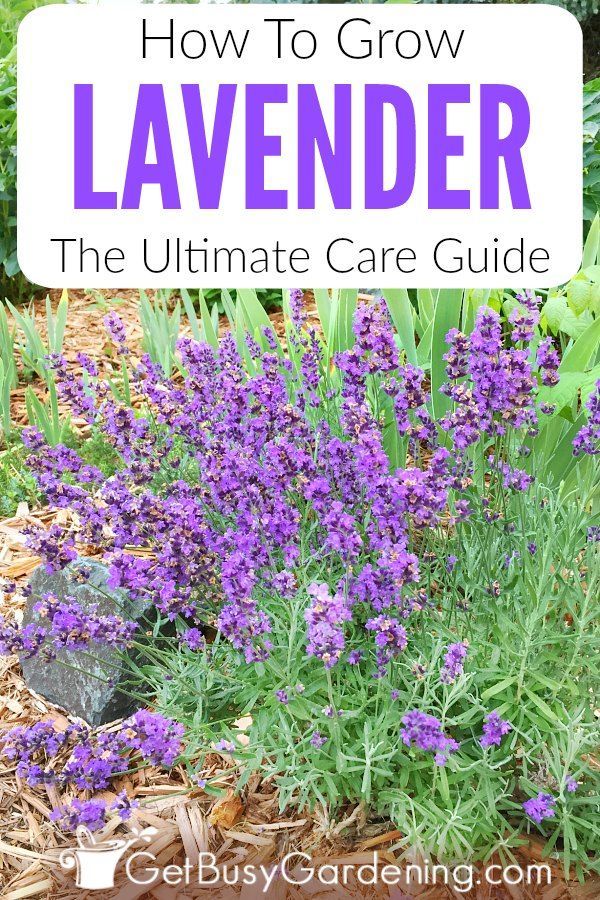 How To Care For Lavender Plants -   17 planting Outdoor easy ideas