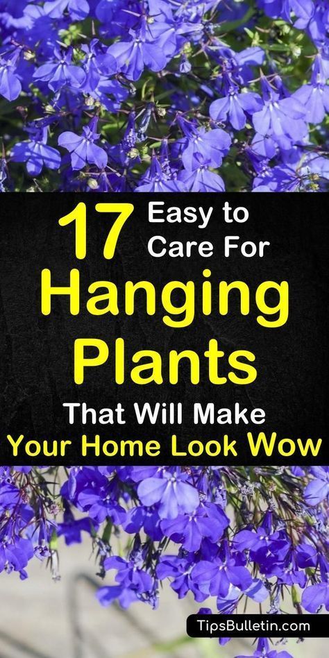 17 Easy to Care for Hanging Plants That Will Make Your Home Look Wow -   17 planting Outdoor easy ideas