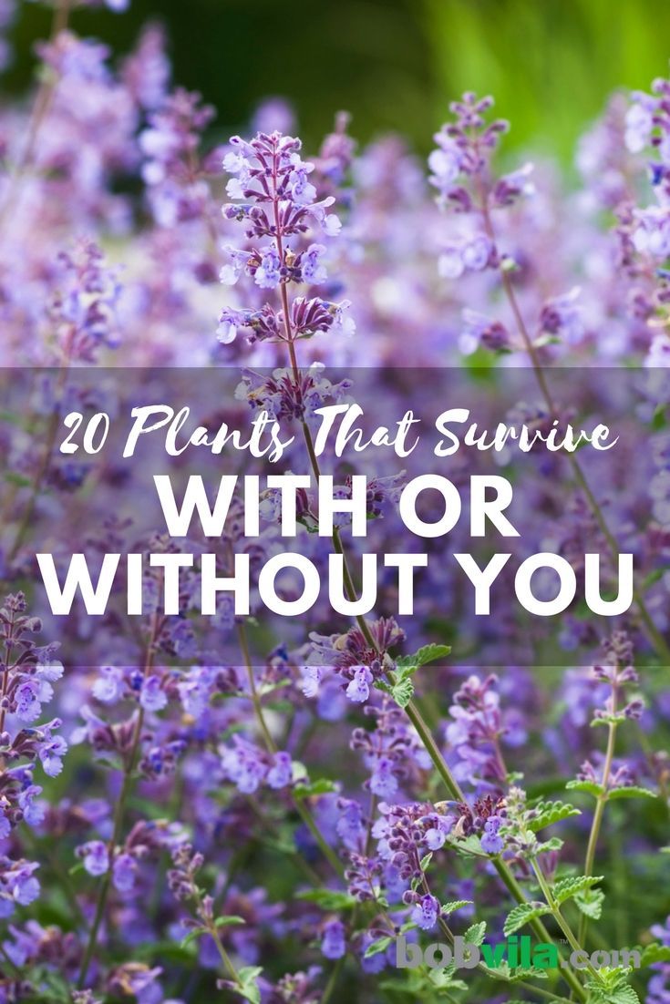 25 Plants That Survive With or Without You -   17 planting Outdoor easy ideas