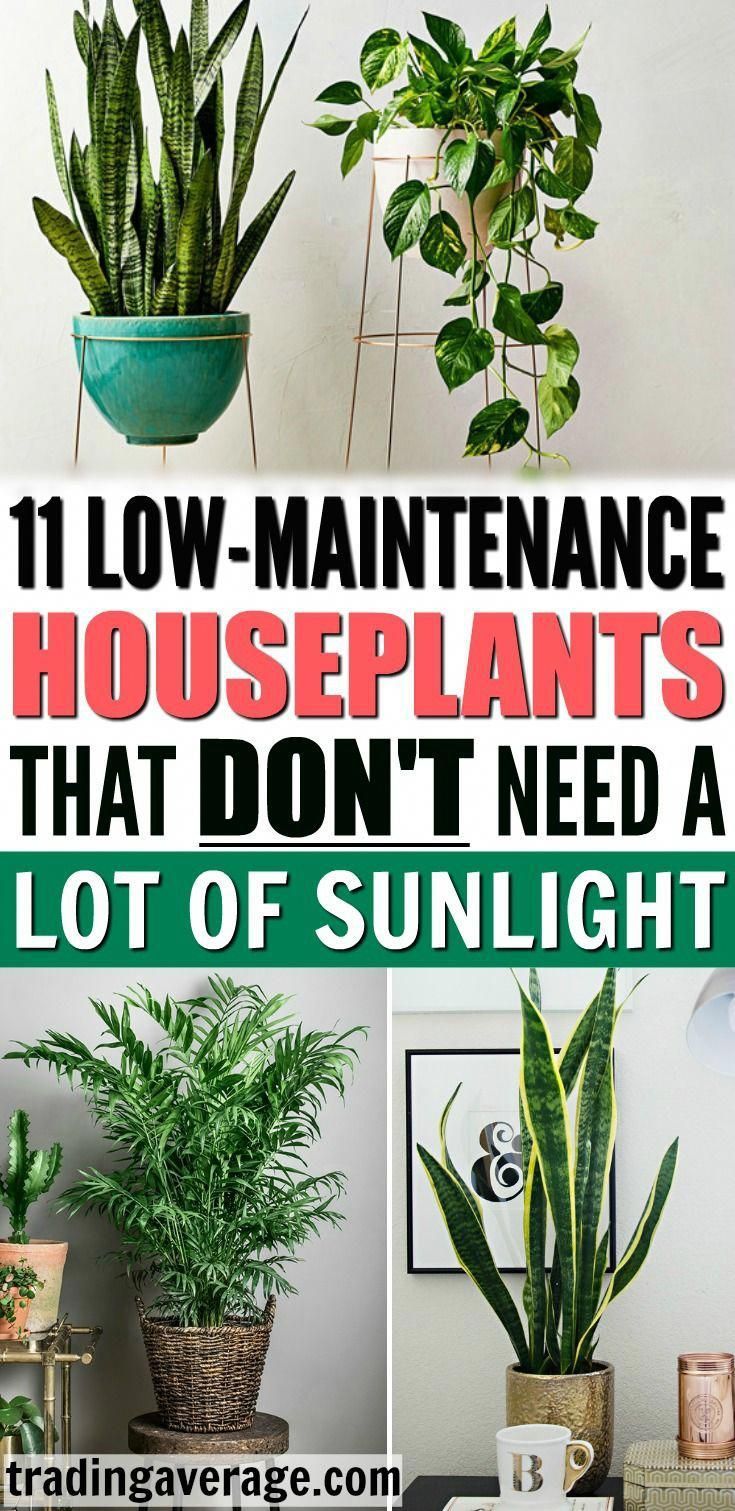 11 Houseplants That Don't Need A Lot of Sunlight To Grow -   17 planting Outdoor easy ideas