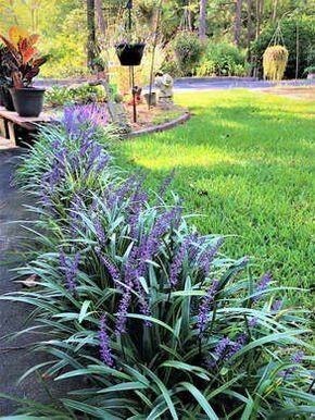 25 Plants That Survive With or Without You -   17 planting Outdoor easy ideas