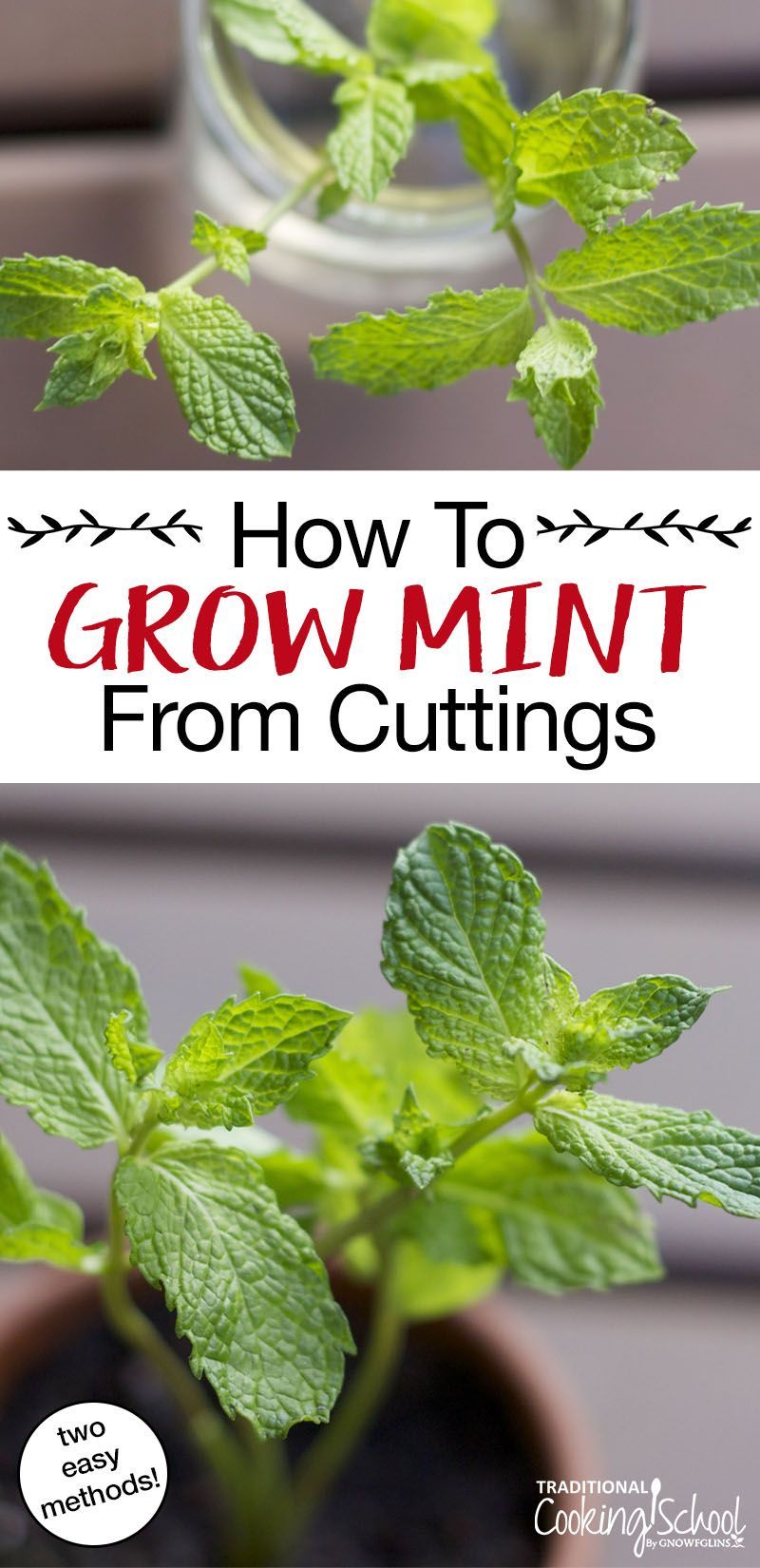 How To Easily Grow Mint From Cuttings -   17 planting Outdoor easy ideas