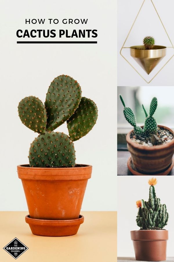 How to Grow Cactus Plants -   17 plants Cactus water ideas
