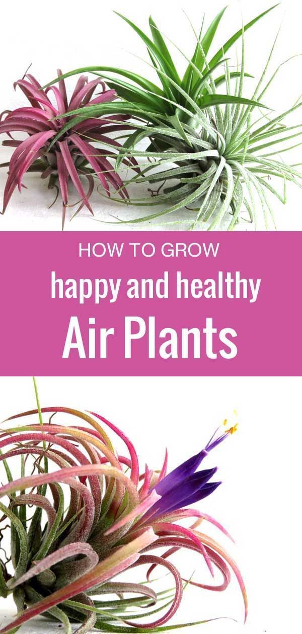 How to Care for Tillandsia Air Plants -   17 plants Cactus water ideas