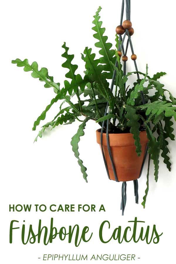 How to Grow and Care for a Fishbone Cactus -   17 plants Cactus water ideas