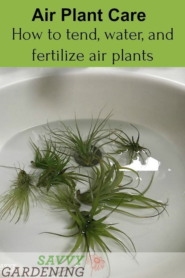 Air Plant Care: How to Tend, Fertilize, and Water Tillandsia -   17 plants Cactus water ideas