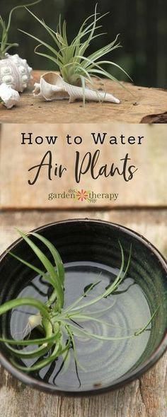 How to Properly Water Air Plants -   17 plants Cactus water ideas