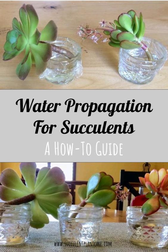 Water Propagation for Succulents: A How-to Guide -   17 plants Cactus water ideas