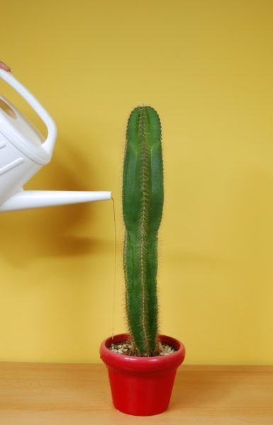 How Often Do You Need To Water A Cactus Plant? -   17 plants Cactus water ideas