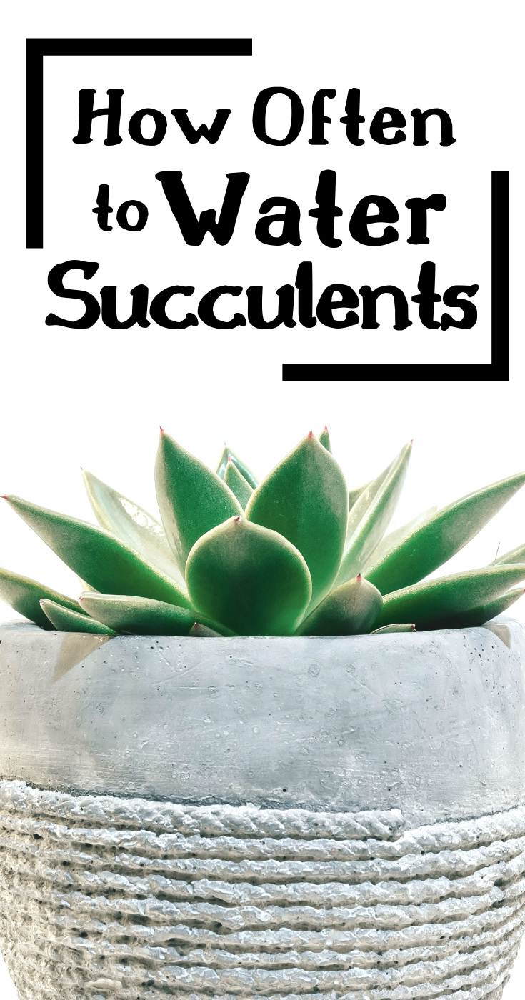 How Often Should You Water Succulents? -   17 plants Cactus water ideas