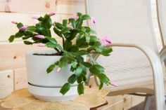 Give Coffee to a Christmas Cactus -   17 plants Cactus water ideas
