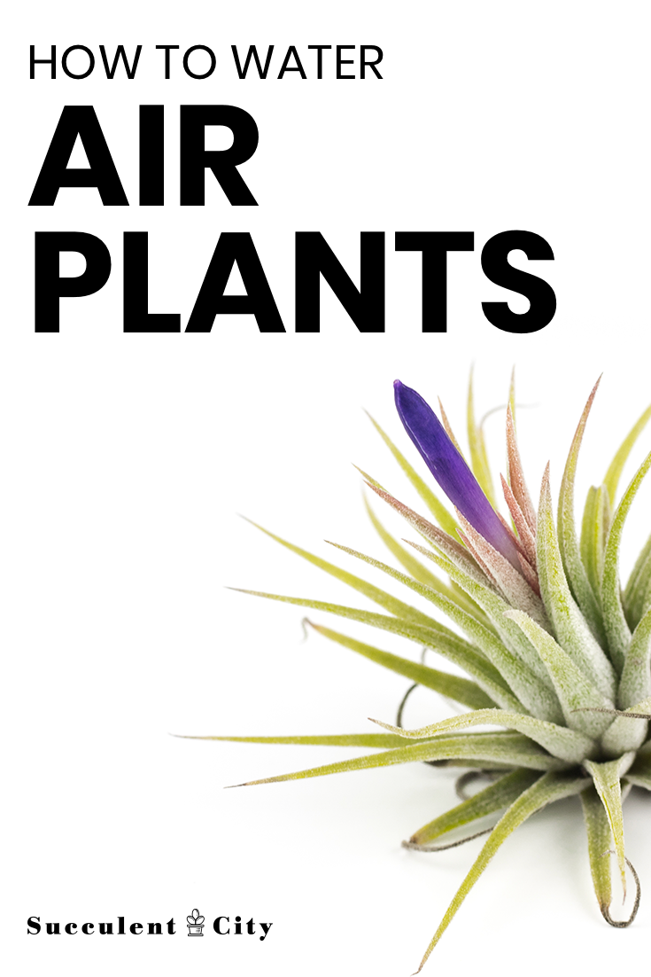 How to Water Air Plants -   17 plants Cactus water ideas