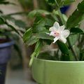 How Often Should I Water My Christmas Cactus -   17 plants Cactus water ideas