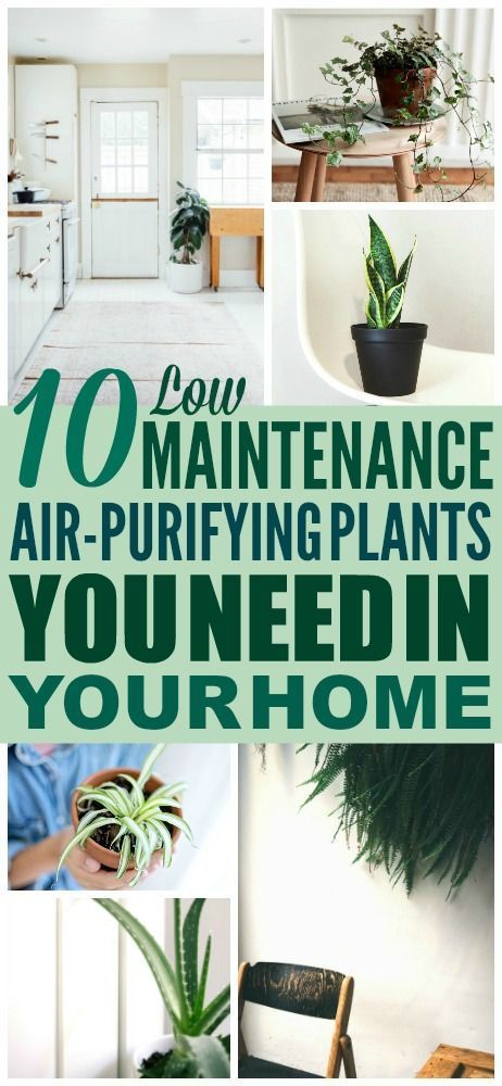 10 Air Purifying Plants That'll Make Your Home Look Like it's from Instagram -   18 planting Decoration inspiration ideas