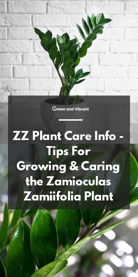 ZZ Plant Care Info - Tips For Growing & Caring the Zamioculas zamiifolia Plant -   18 planting Indoor care ideas