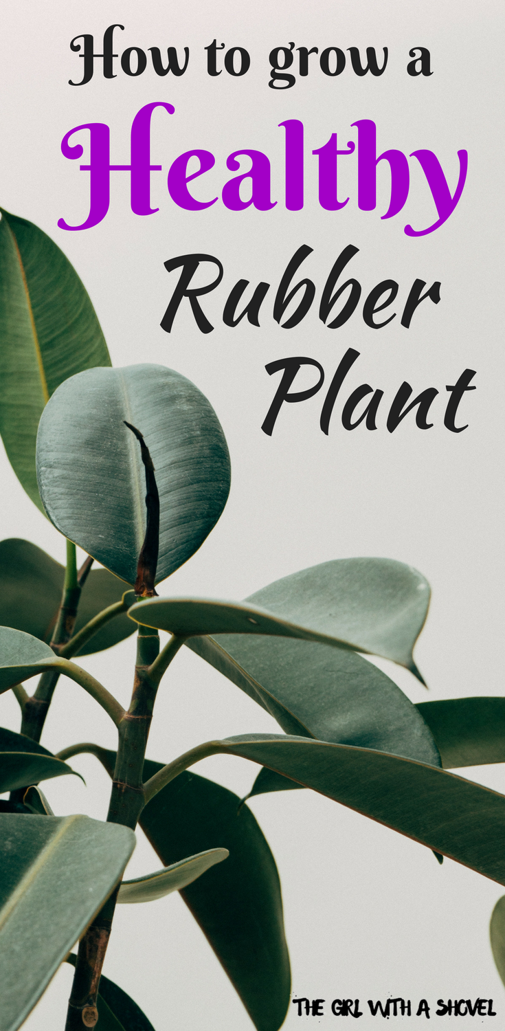 Rubber Tree Plant Care -   18 planting Indoor care ideas