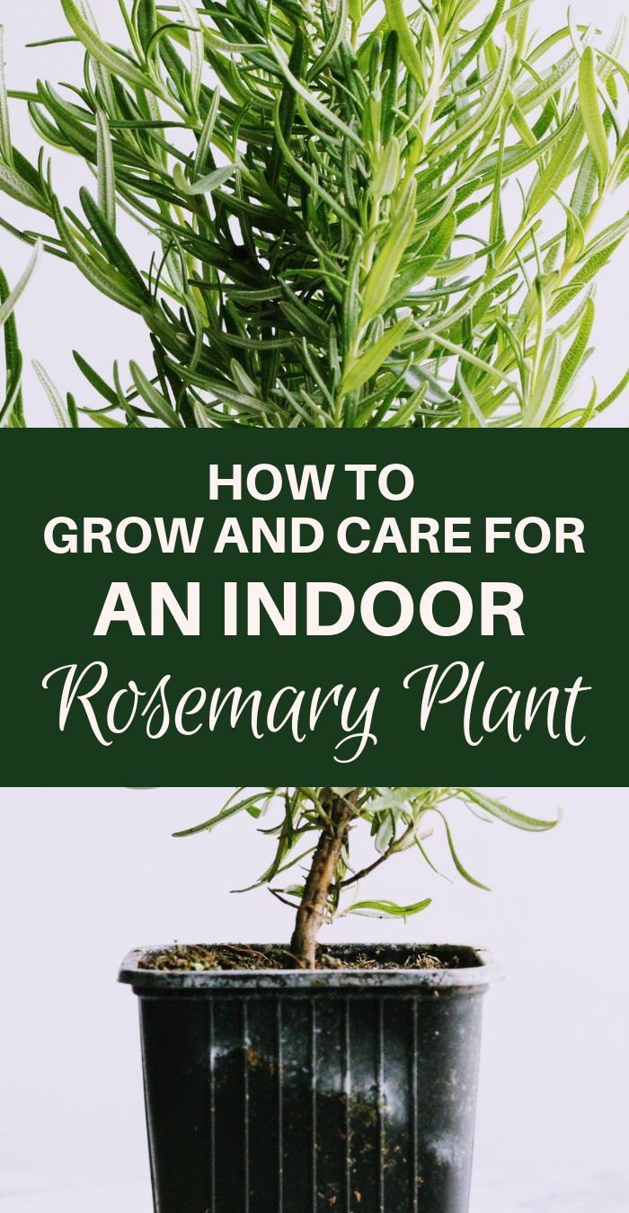 How to Grow and Care For an Indoor Rosemary Plant -   18 planting Indoor care ideas