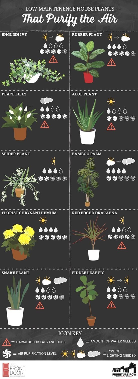 Top Ten House Plants Guide - The Front Door By Furniture Row -   18 planting Indoor care ideas