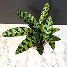 Rattlesnake Plant Care: Learning To Grow Calathea Lancifolia -   18 planting Indoor care ideas
