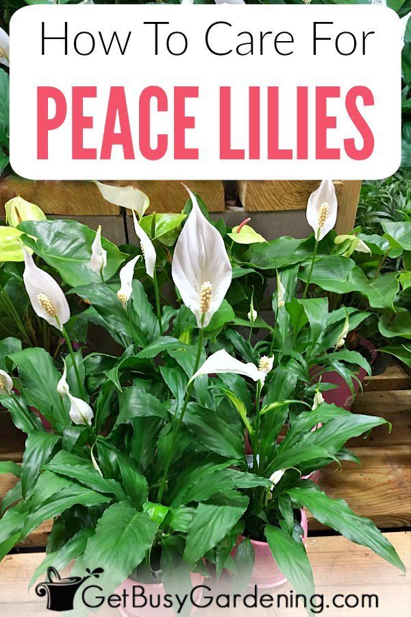 Peace Lily Plant Care Guide: How To Grow A Peace Lily -   18 planting Indoor care ideas