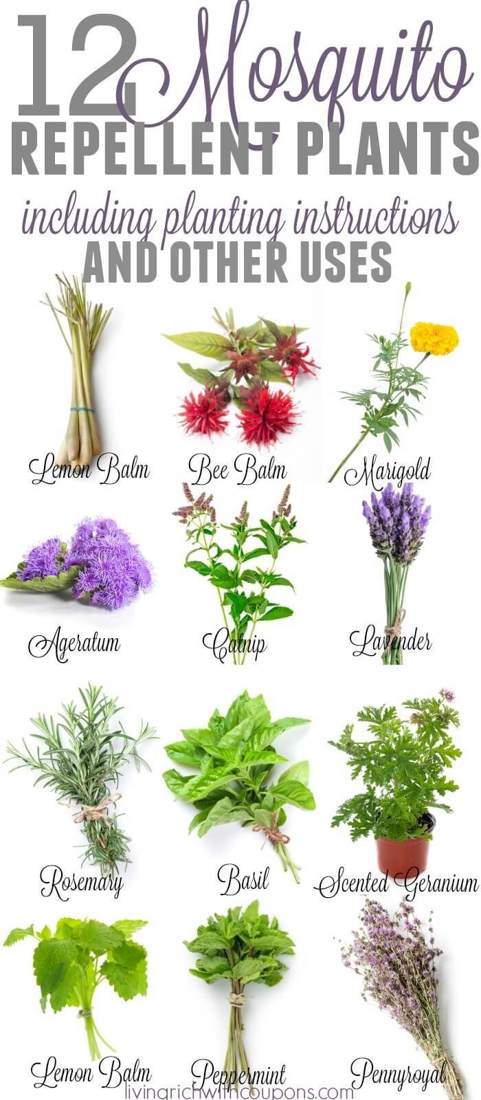 12 Awesome Mosquito Repellent Plants That Will Make You Go Outside Again -   18 plants That Repel Mosquitos patio ideas