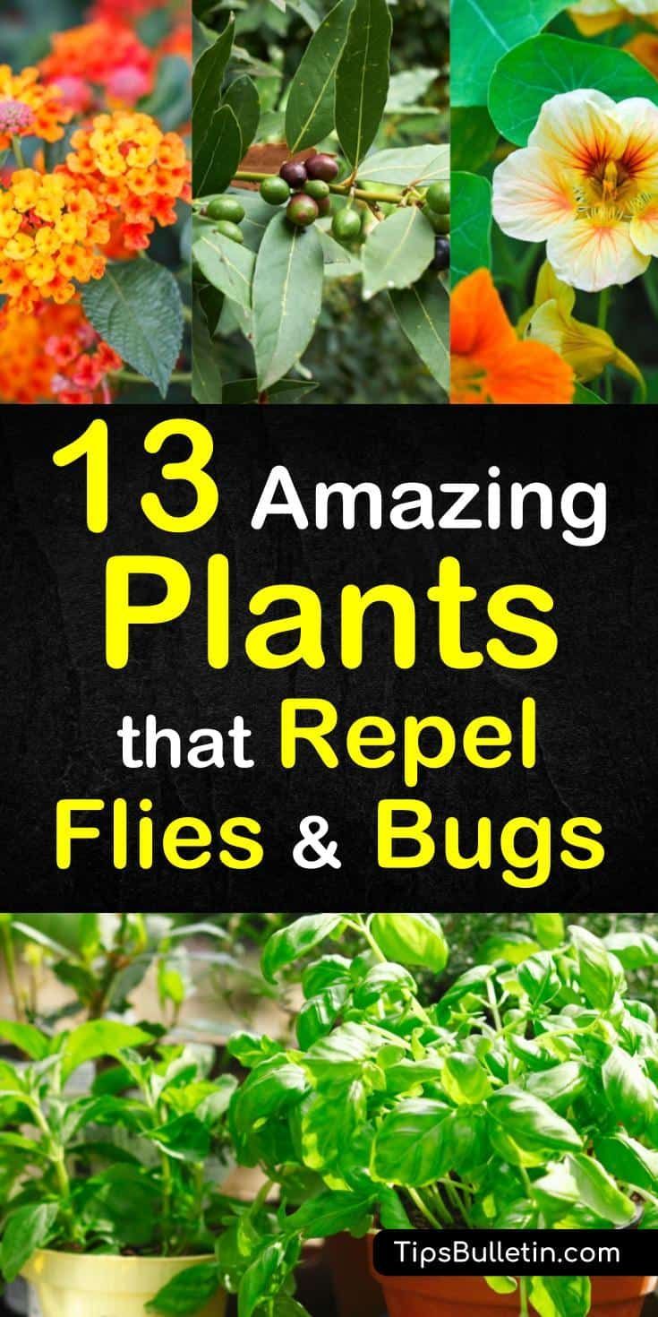 13 Amazing Plants That Repel Flies and Bugs -   18 plants That Repel Mosquitos patio ideas