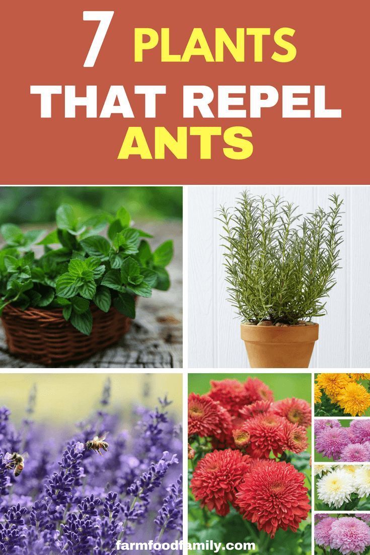 Top 7 Incredible Plants that Repel Ants -   18 plants That Repel Mosquitos patio ideas