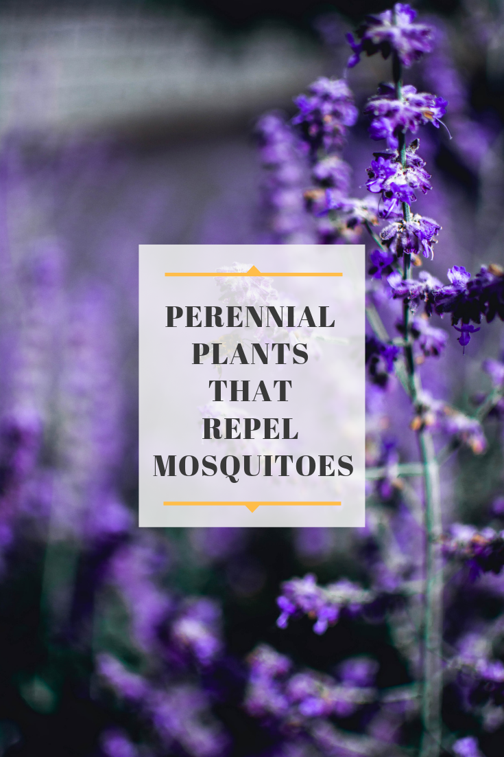 Grow these Perennial Plants that Repel Mosquitoes -   18 plants That Repel Mosquitos patio ideas