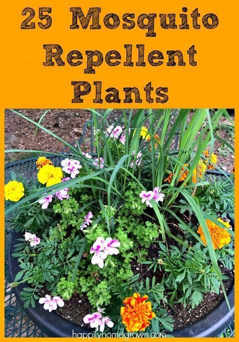 25 Mosquito Repellent Plants for Your Garden -   18 plants That Repel Mosquitos patio ideas