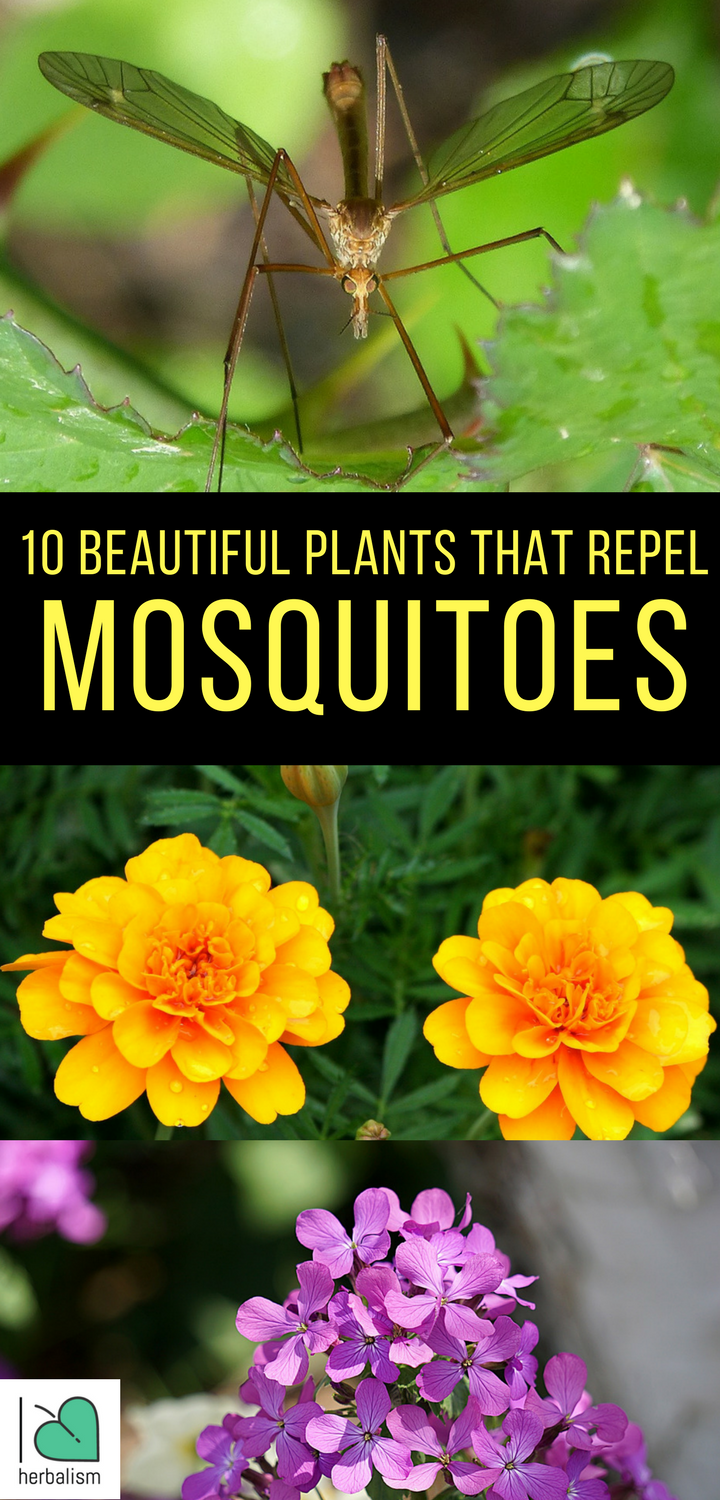 10 Beautiful Plants That Repel Mosquitoes -   18 plants That Repel Mosquitos patio ideas
