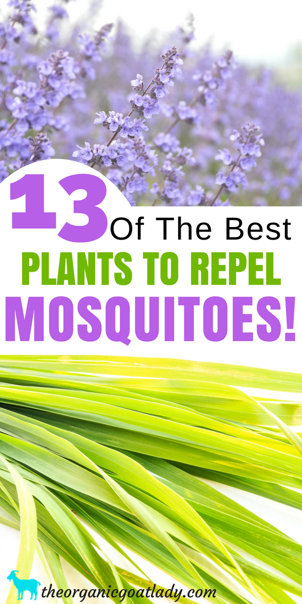 13 Plants That Repel Mosquitoes! -   18 plants That Repel Mosquitos patio ideas