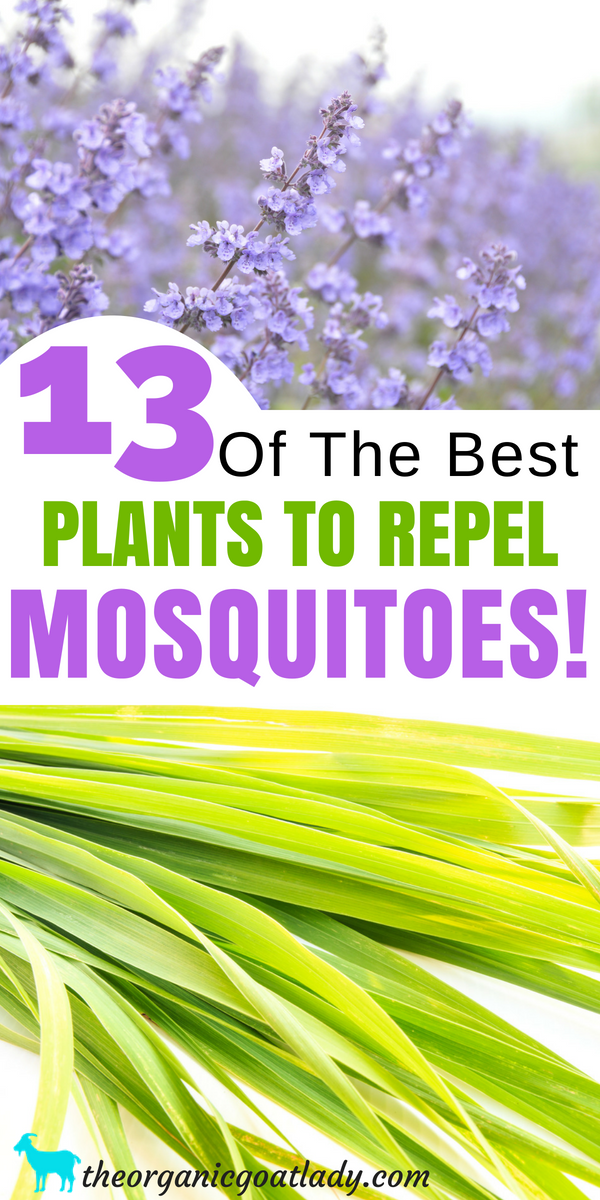 18 plants That Repel Mosquitos patio ideas