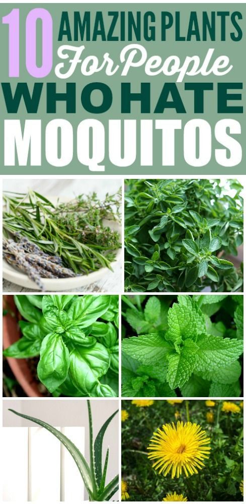 10 Houseplants That'll Keep Mosquitos Away -   18 plants That Repel Mosquitos patio ideas