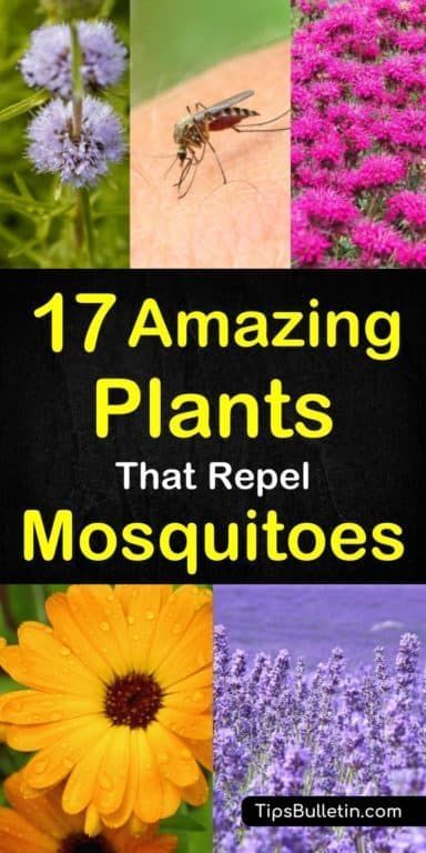 17 Amazing Plants that Repel Mosquitoes Fast -   18 plants That Repel Mosquitos patio ideas