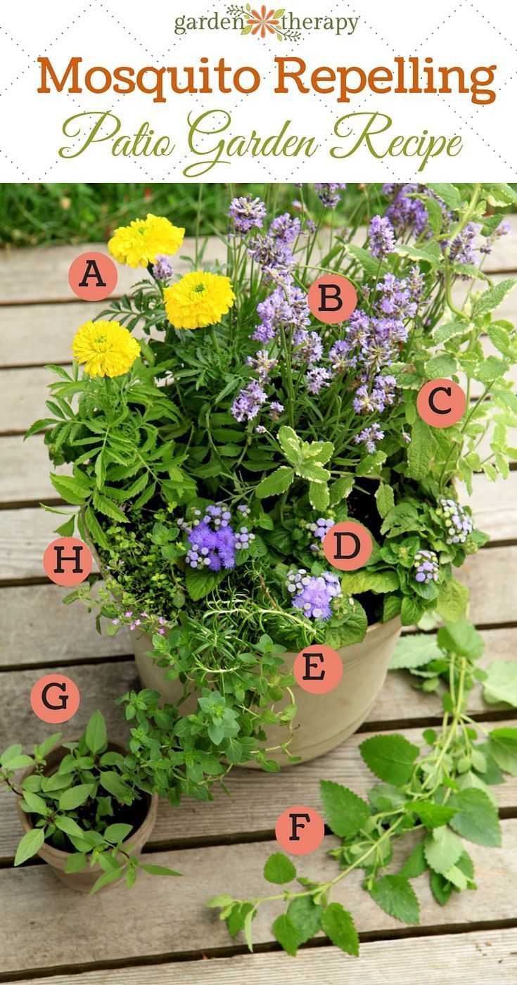 Plant a Mosquito-Repelling Container Garden to Protect Entertaining Spaces -   18 plants That Repel Mosquitos patio ideas