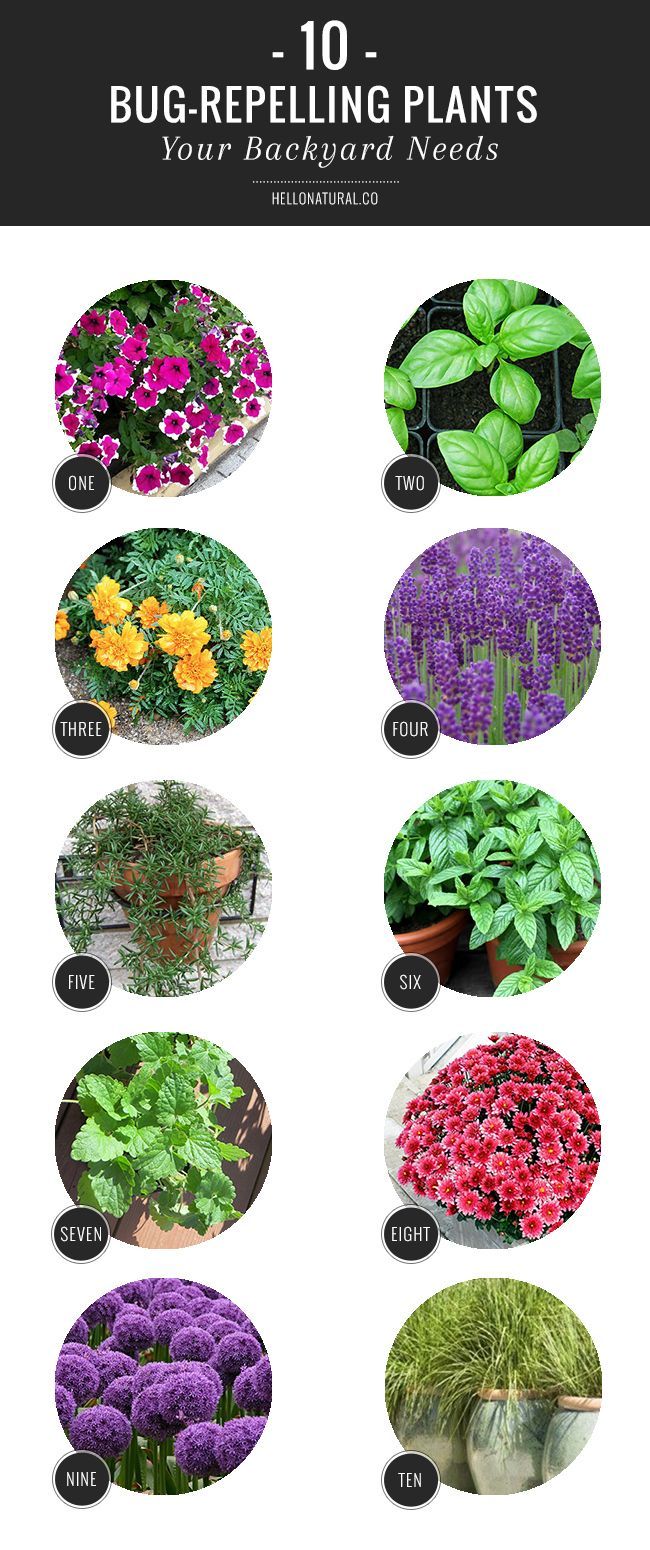 10 Bug Repelling Plants Your Backyard Needs -   18 plants That Repel Mosquitos patio ideas