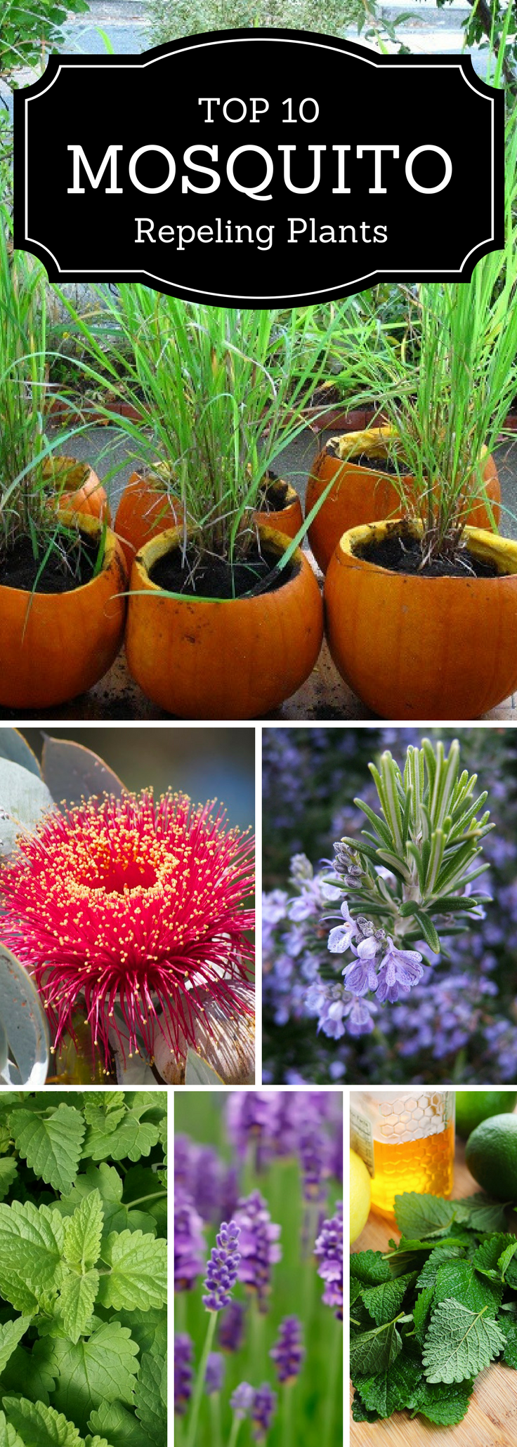 Top 10 Plants That Repel Mosquitoes -   18 plants That Repel Mosquitos patio ideas