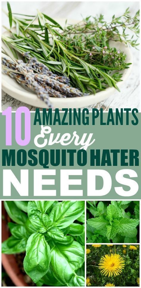 10 Houseplants That'll Keep Mosquitos Away -   18 plants That Repel Mosquitos patio ideas