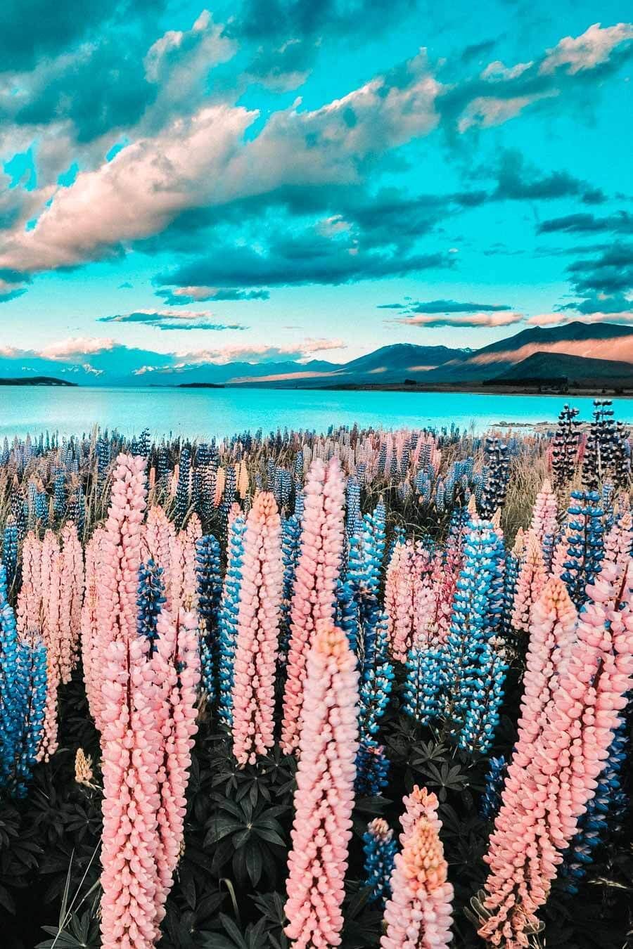 The 20 Best Places to Visit in New Zealand -   18 travel destinations New Zealand cities ideas