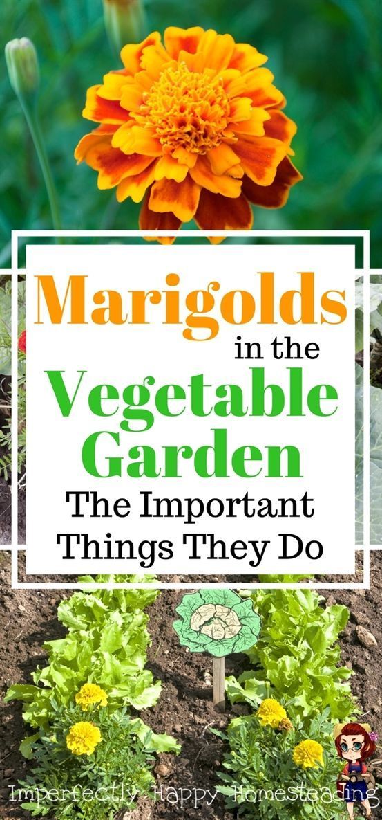 Marigolds in the Vegetable Garden 6 Important Things They Do -   19 garden design Vegetable fence ideas