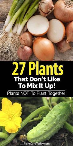 27 Plants That Don't Like To Mix It Up - Incompatible Plants! -   19 garden design Wall plants ideas