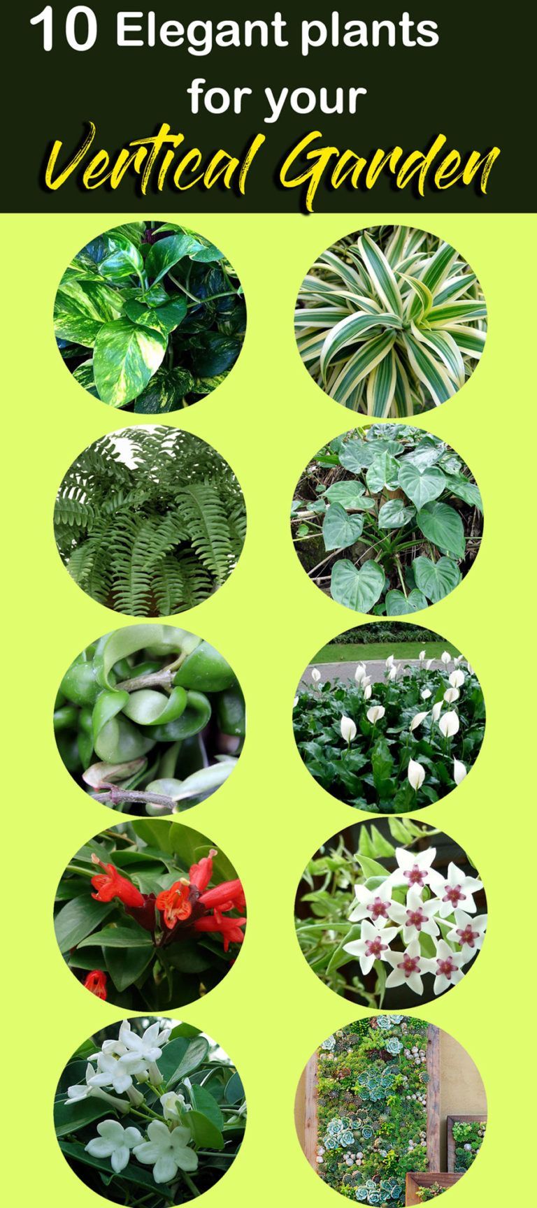 10 Elegant plants for Vertical Garden -   19 garden design Wall plants ideas